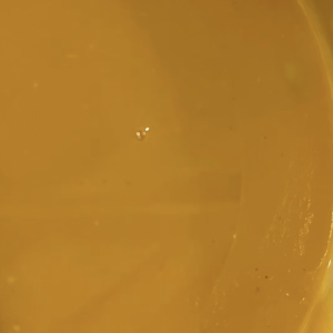 Butternut Squash Soup