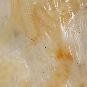 Vegan Quorn Lasagna
